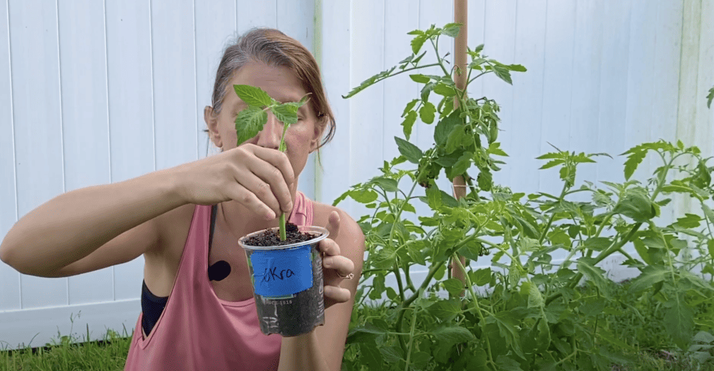 tomato cutting